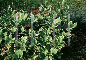 Picture of Polygonatum odoratum var. thunbergii 'Variegatum'