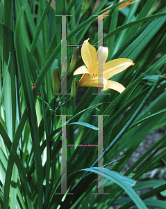 Picture of Hemerocallis forrestii 'Perry's Variety'