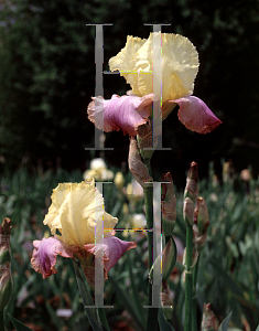 Picture of Iris germanica 'Cameo Cascade'