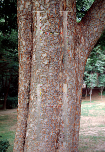 Picture of Ulmus parvifolia 