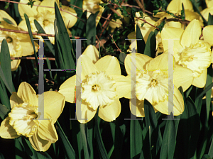 Picture of Narcissus  'St. Patrick's Day'