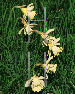 Picture of Narcissus pseudonarcissus ssp. moschatus 