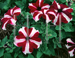 Picture of Petunia x hybrida 'Crimson Ultra Star'