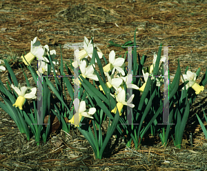 Picture of Narcissus  'Surfside'