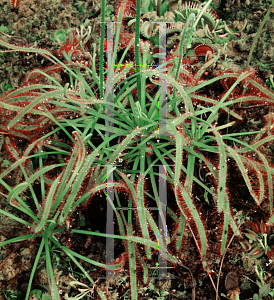Picture of Drosera adelae 