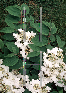 Picture of Viburnum plicatum f. tomentosum 