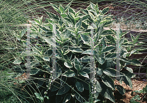 Picture of Hydrangea macrophylla 'Mariesii Variegata'