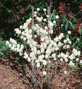 Picture of Fothergilla gardenii 