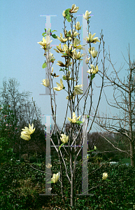 Picture of Magnolia x 'Elizabeth'