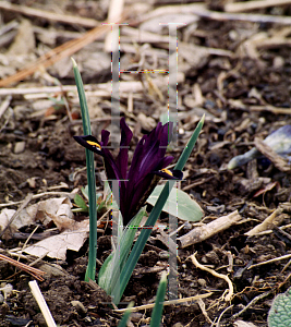 Picture of Iris reticulata 'Edward'