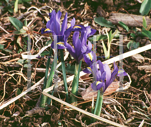 Picture of Iris reticulata 