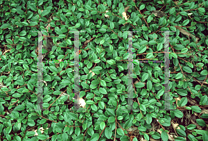 Picture of Cotoneaster dammeri 