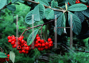 Picture of Cotoneaster lacteus 