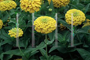 Picture of Zinnia x 'Yellow Marvel'