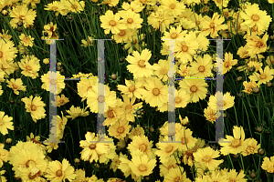 Picture of Coreopsis lanceolata 