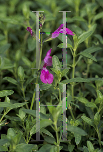 Picture of Salvia greggii 'Purple'