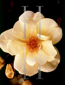 Picture of Rosa  'Carefree Sunshine'