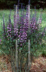 Picture of Baptisia  'Purple Smoke'