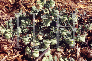 Picture of Origanum rotundifolium 