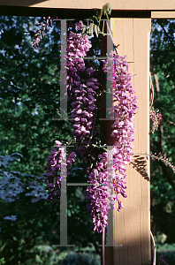 Picture of Wisteria floribunda 'Texas Purple'
