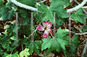 Picture of Lavatera assurgentiflora 