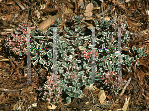 Picture of Sedum kamtschaticum 'Tricolor'
