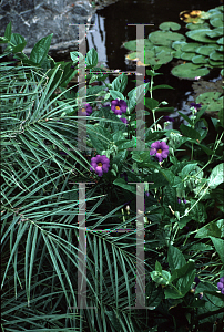 Picture of Thunbergia battiscombei 
