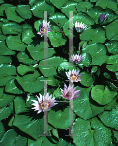 Picture of Nymphaea colorata 