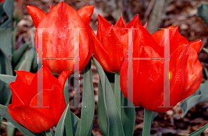 Picture of Tulipa greigii 'Red Reflexion'
