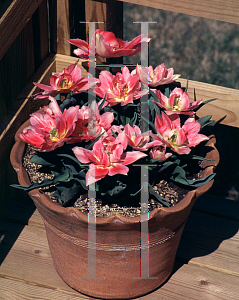 Picture of Tulipa  'Angelique'