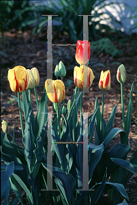 Picture of Tulipa  'Rembrandt Mix'