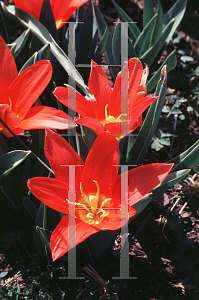 Picture of Tulipa  'Scarlet Baby'