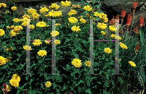 Picture of Heliopsis helianthoides ssp. scabra 