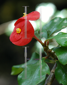 Picture of Euphorbia geroldii 