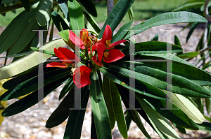 Picture of Euphorbia punicea 