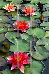 Picture of Nymphaea  'Andreana'