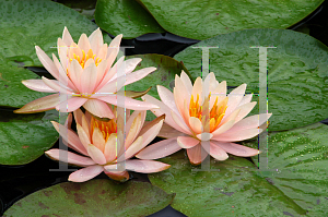 Picture of Nymphaea  'Colorado'