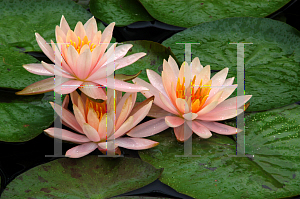 Picture of Nymphaea  'Colorado'