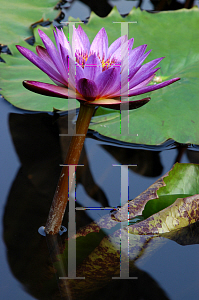 Picture of Nymphaea  'Lindsey Woods'