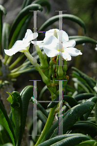 Picture of Pachypodium lamerei var. ramosum 