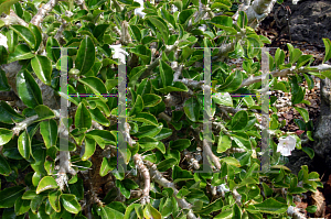 Picture of Pachypodium lealii ssp. saundersii 