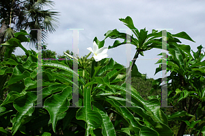 Picture of Plumeria pudica 