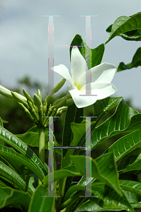 Picture of Plumeria pudica 