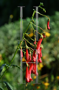 Picture of Salvia muirii 