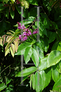 Picture of Securidaca diversifolia 