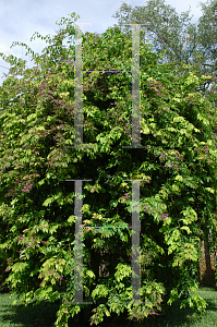 Picture of Securidaca diversifolia 