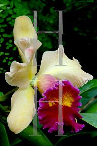 Picture of X Brassolaeliocattleya  'Candlelight'
