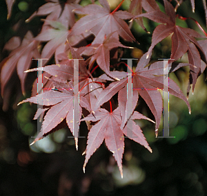 Picture of Acer palmatum 'Oshio beni'