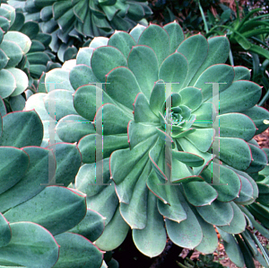 Picture of Aeonium urbicum 
