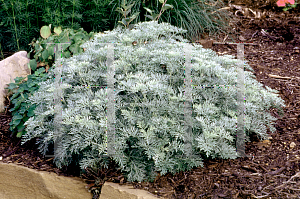 Picture of Artemisia arborescens 'Powis Castle'